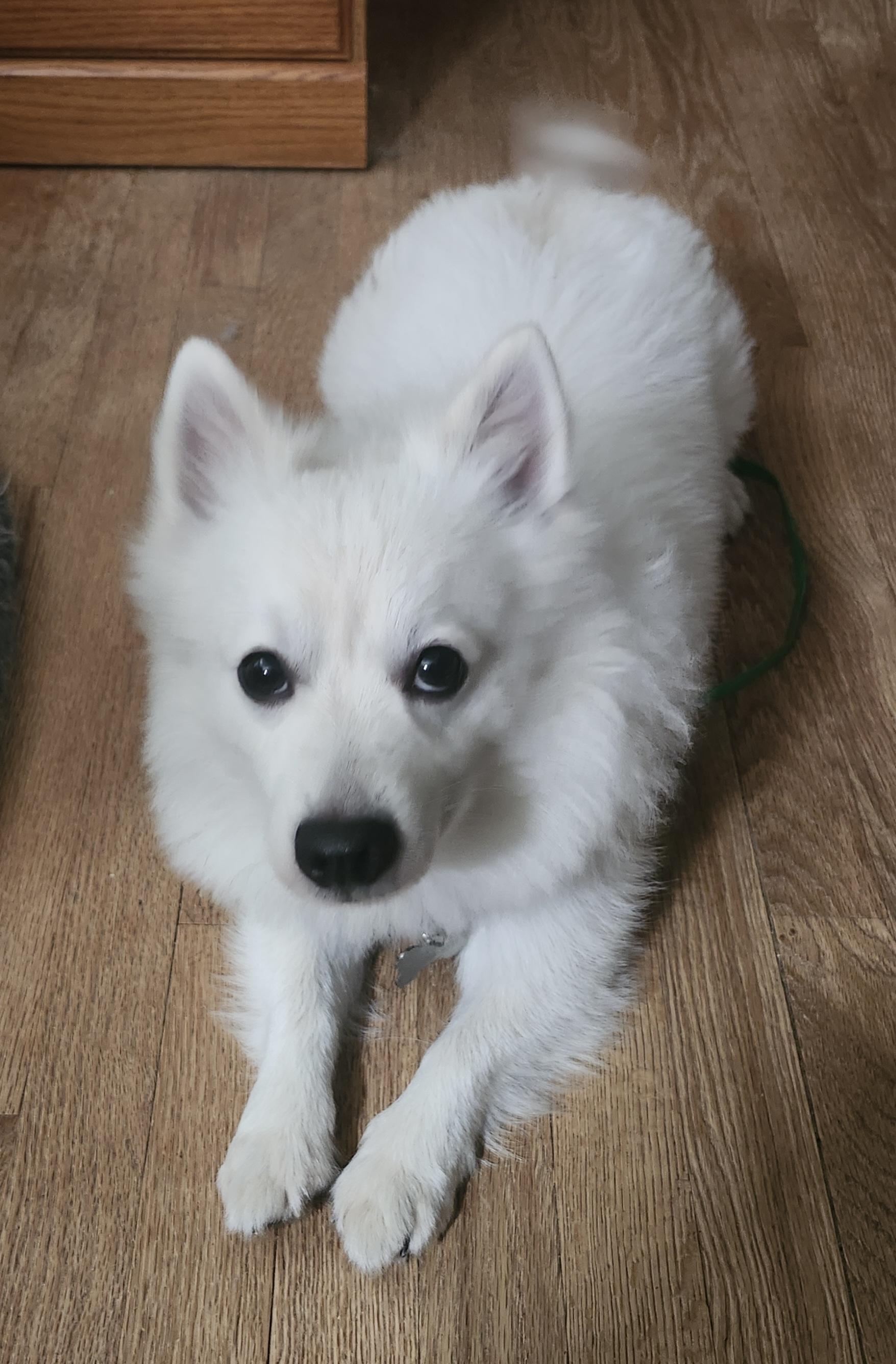 Enlarge Yogi - St. Louis, MO, a Adoptable American Eskimo Dog in Saint Louis, MO image 5/5
