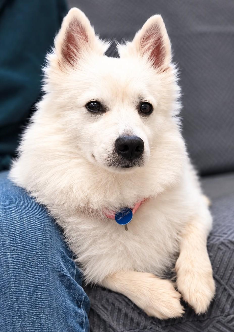 Enlarge Yogi - St. Louis, MO, a Adoptable American Eskimo Dog in Saint Louis, MO image 2/5