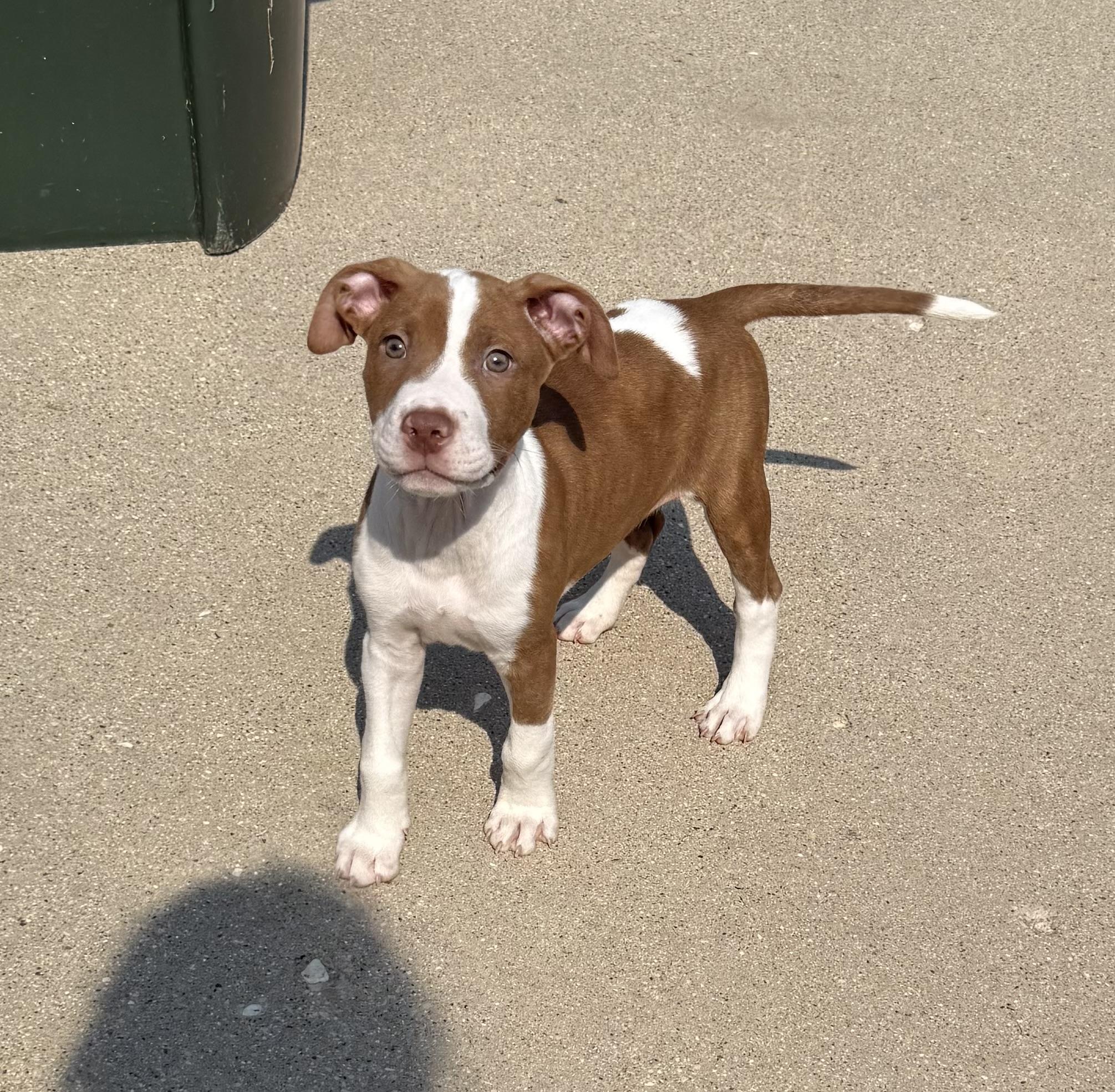 Axel
