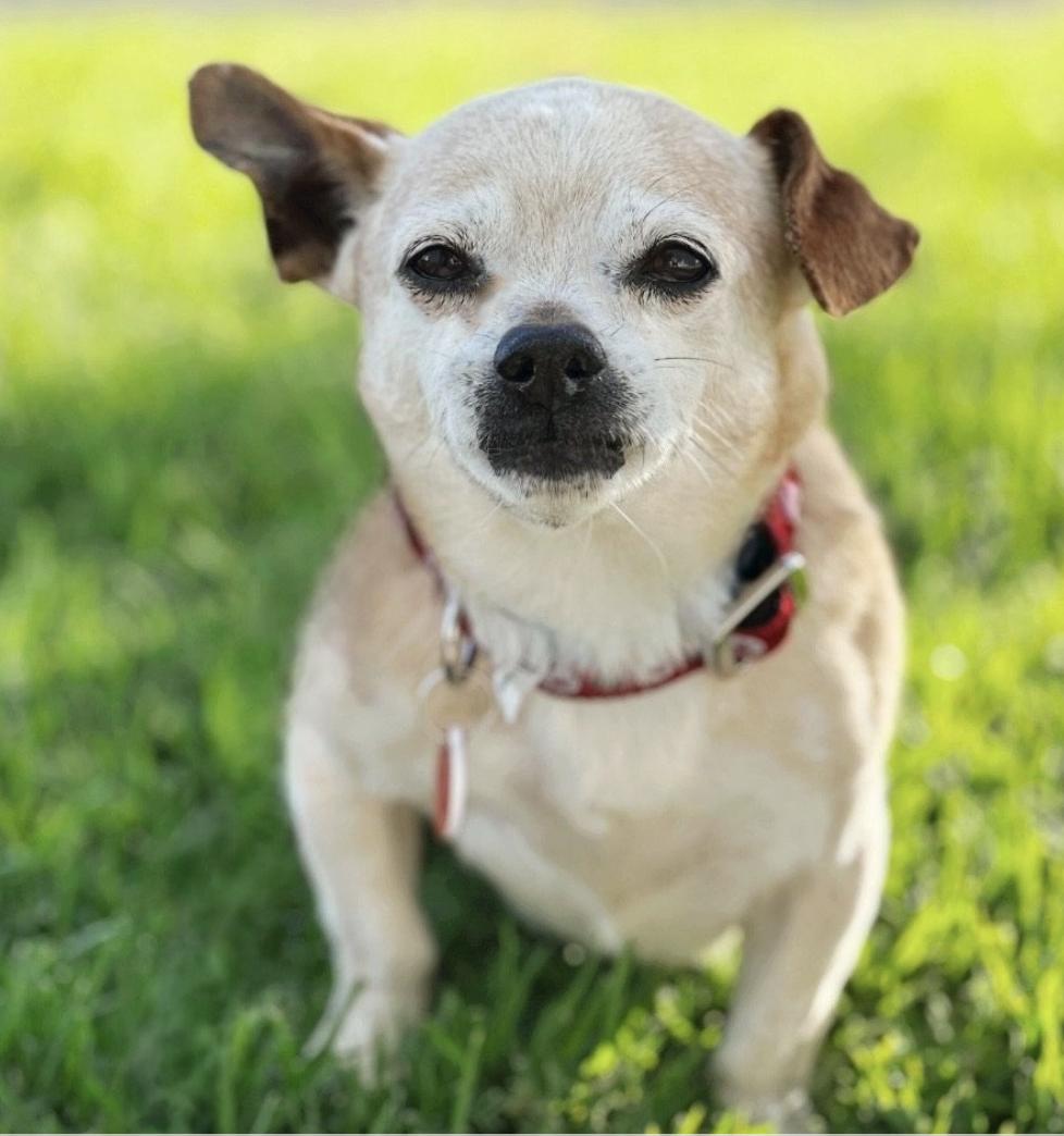 Hello My name is Caesar I was recently rescued so the people at Wags are still