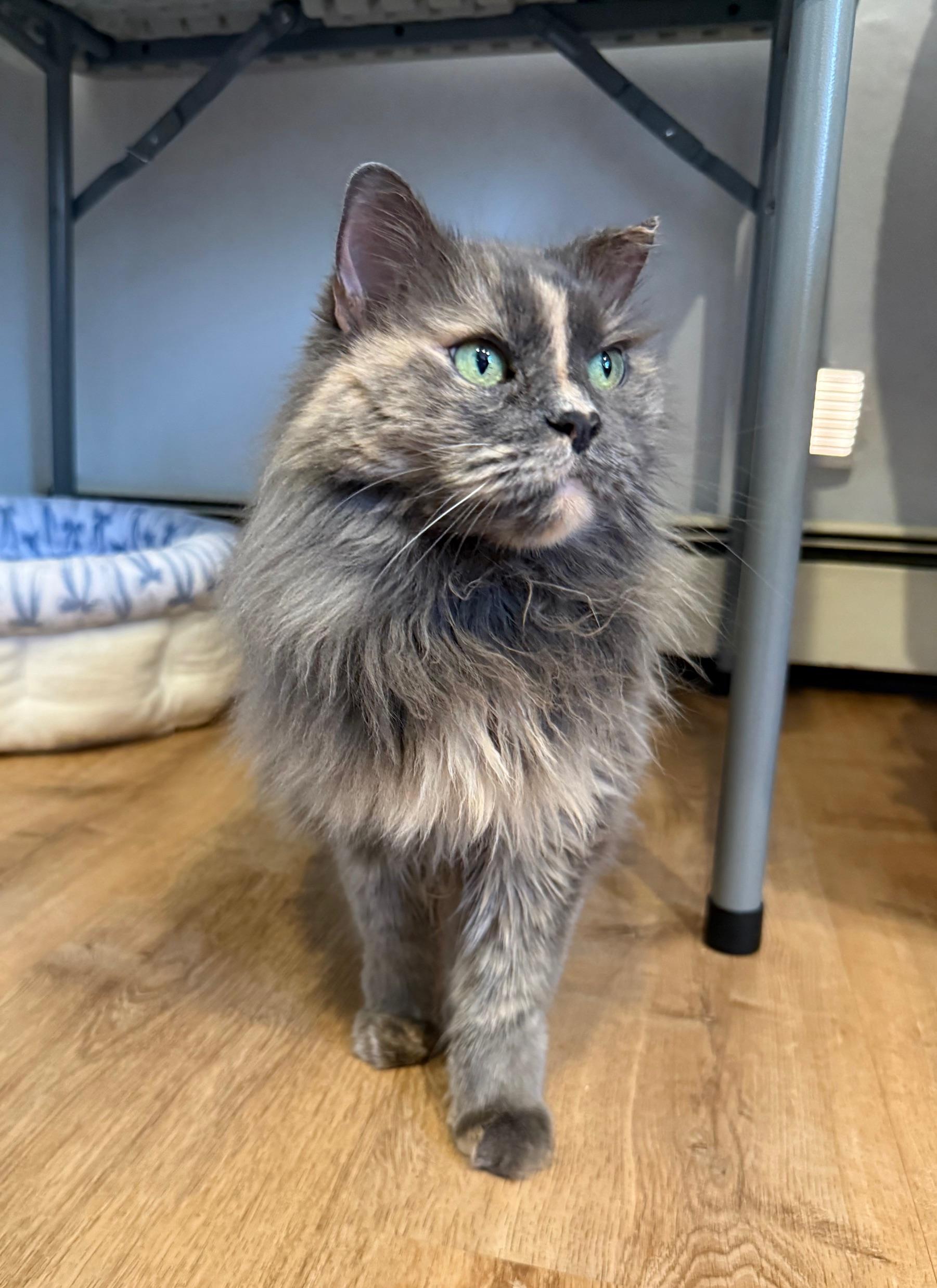 Lollipop, adopted, Adult Female Domestic Long Hair.