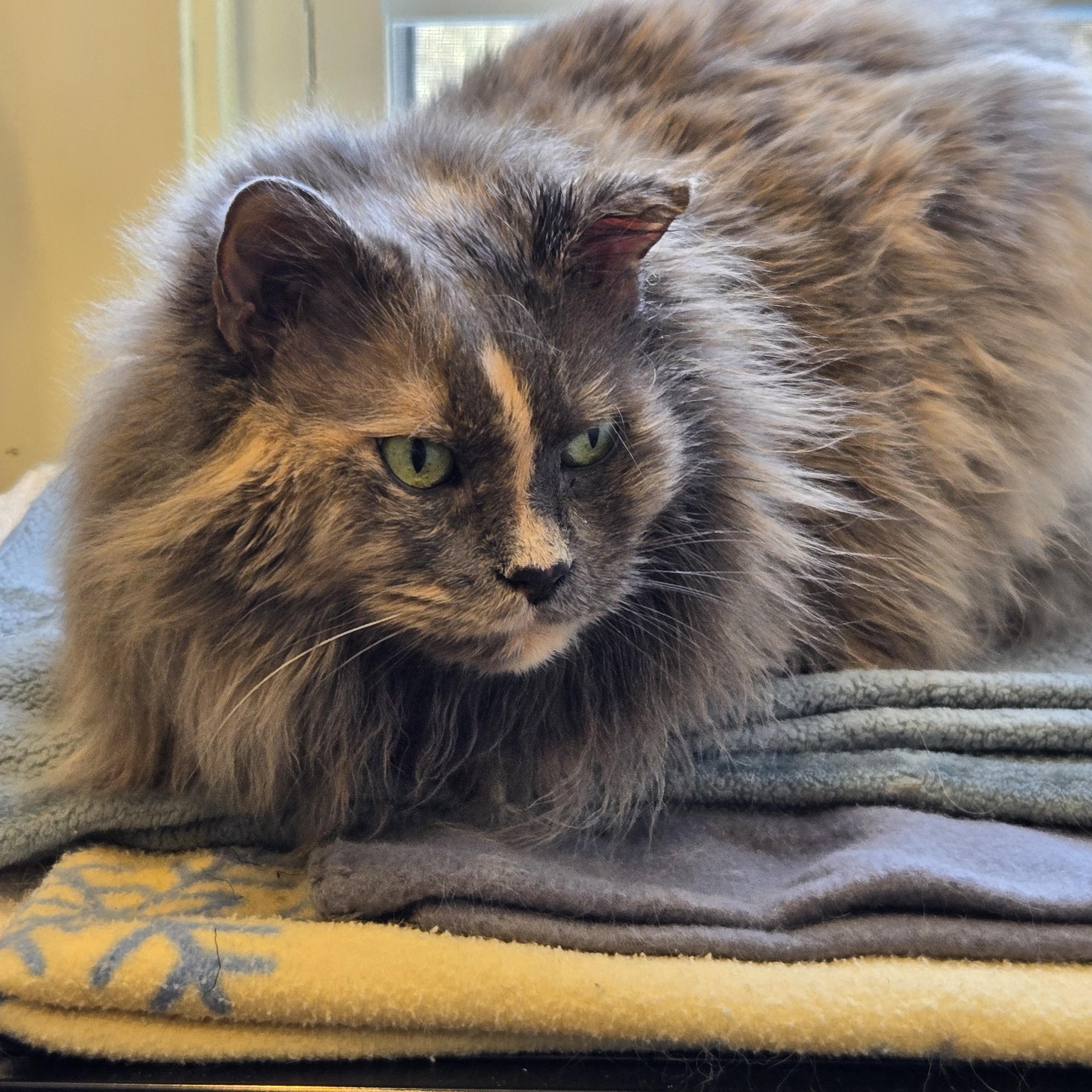 Enlarge Lollipop, an adopted Domestic Long Hair in Wells, ME image 3/3