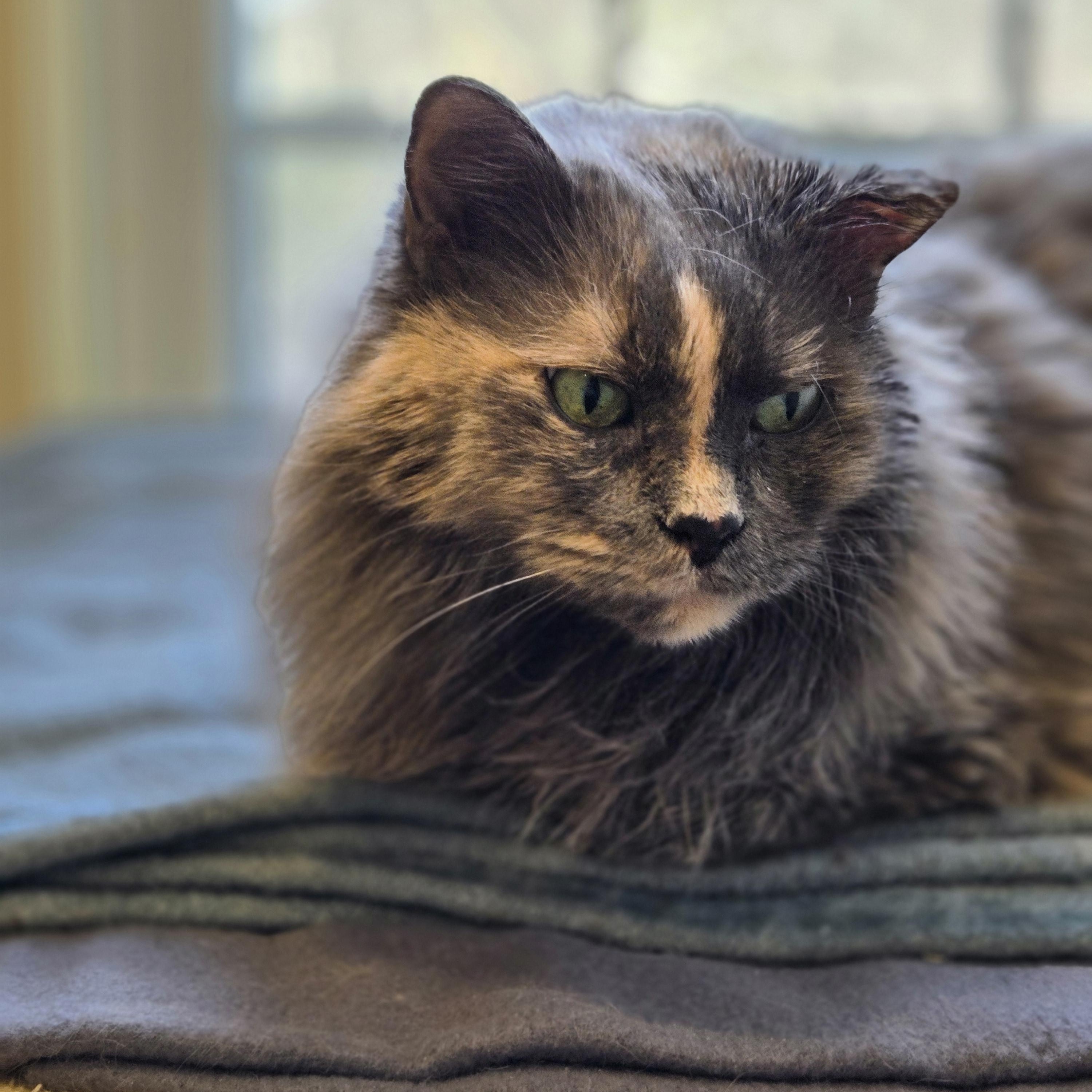 Enlarge Lollipop, an adopted Domestic Long Hair in Wells, ME image 2/3