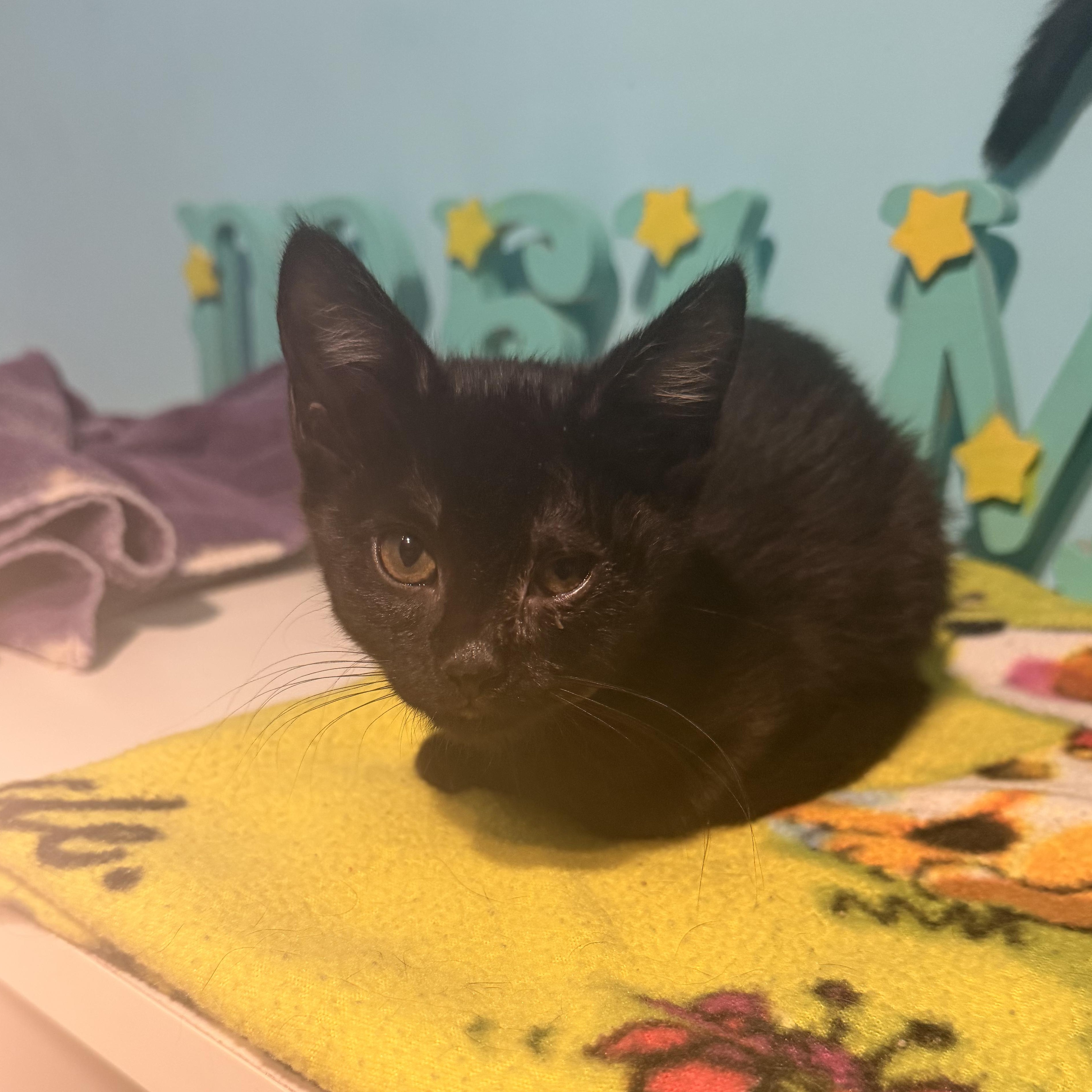 Pumpkin Lynn, ADOPTABLE, Kitten Female Domestic Short Hair.