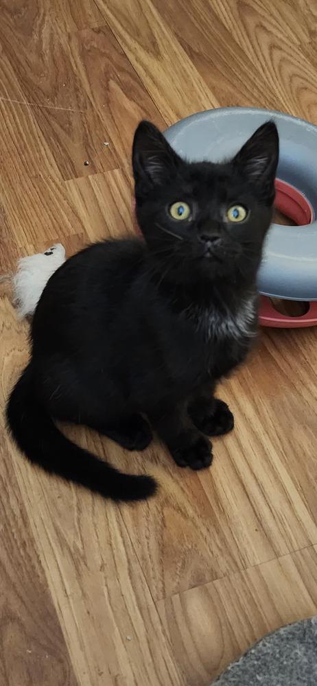 Onyx, Adoptable, Kitten Female Domestic Short Hair.