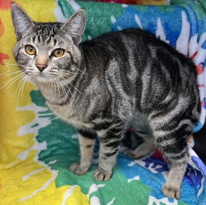 Enlarge 6995 (Kitty), a Adoptable Domestic Short Hair in Lake City, MI image 1/1