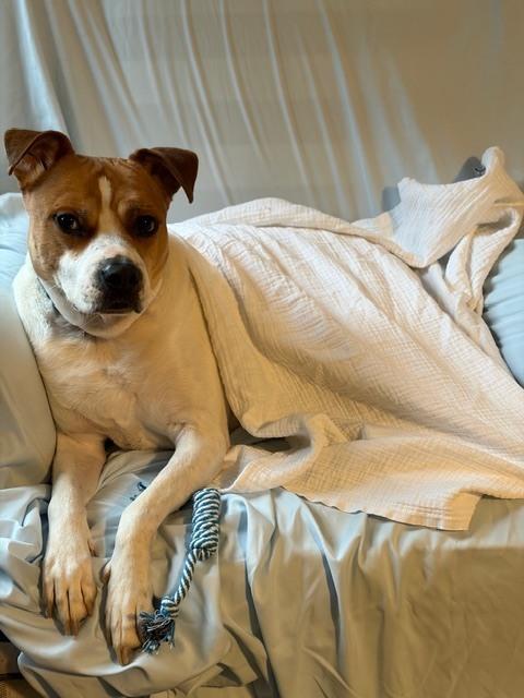 Enlarge Trusty, a Adoptable mixed breed in Elmsford, NY image 3/6