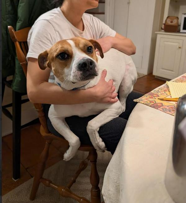 Enlarge Trusty, a Adoptable mixed breed in Elmsford, NY image 4/6