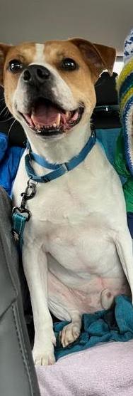 Enlarge Trusty, a Adoptable mixed breed in Elmsford, NY image 5/6