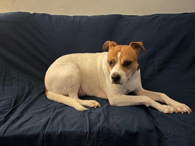 Enlarge Trusty, a Adoptable mixed breed in Elmsford, NY image 6/6