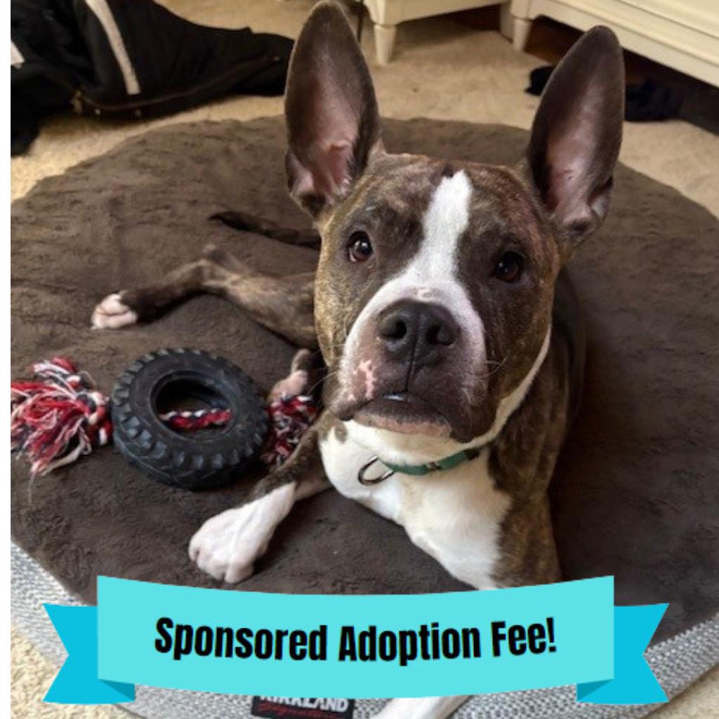 Cash, Adoptable, Adult Male Pit Bull Terrier.