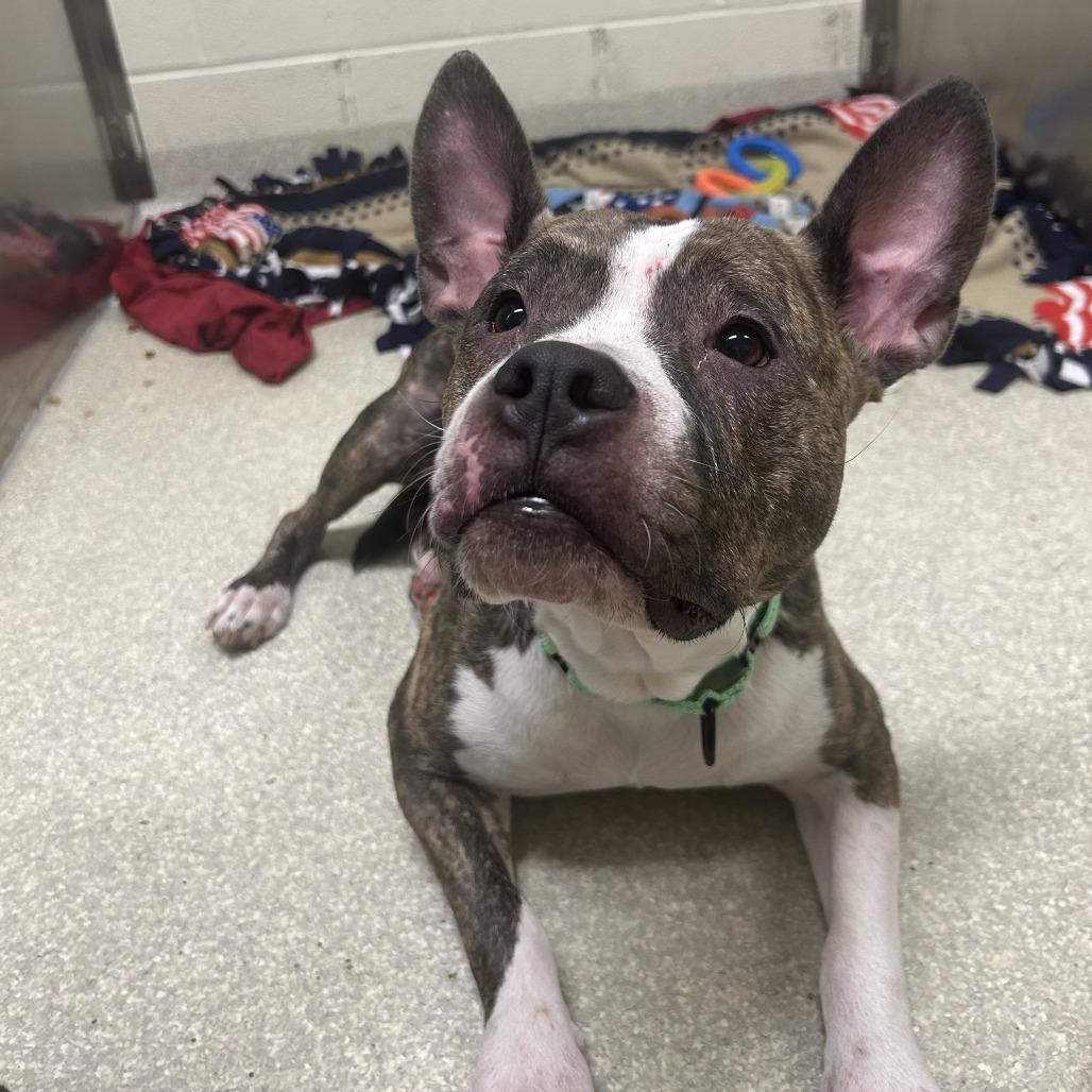 Enlarge Cash, a Adoptable mixed breed in Novelty, OH image 2/6