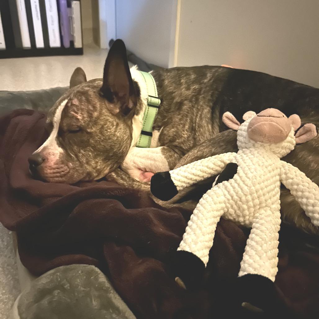 Enlarge Cash, a Adoptable mixed breed in Novelty, OH image 3/6