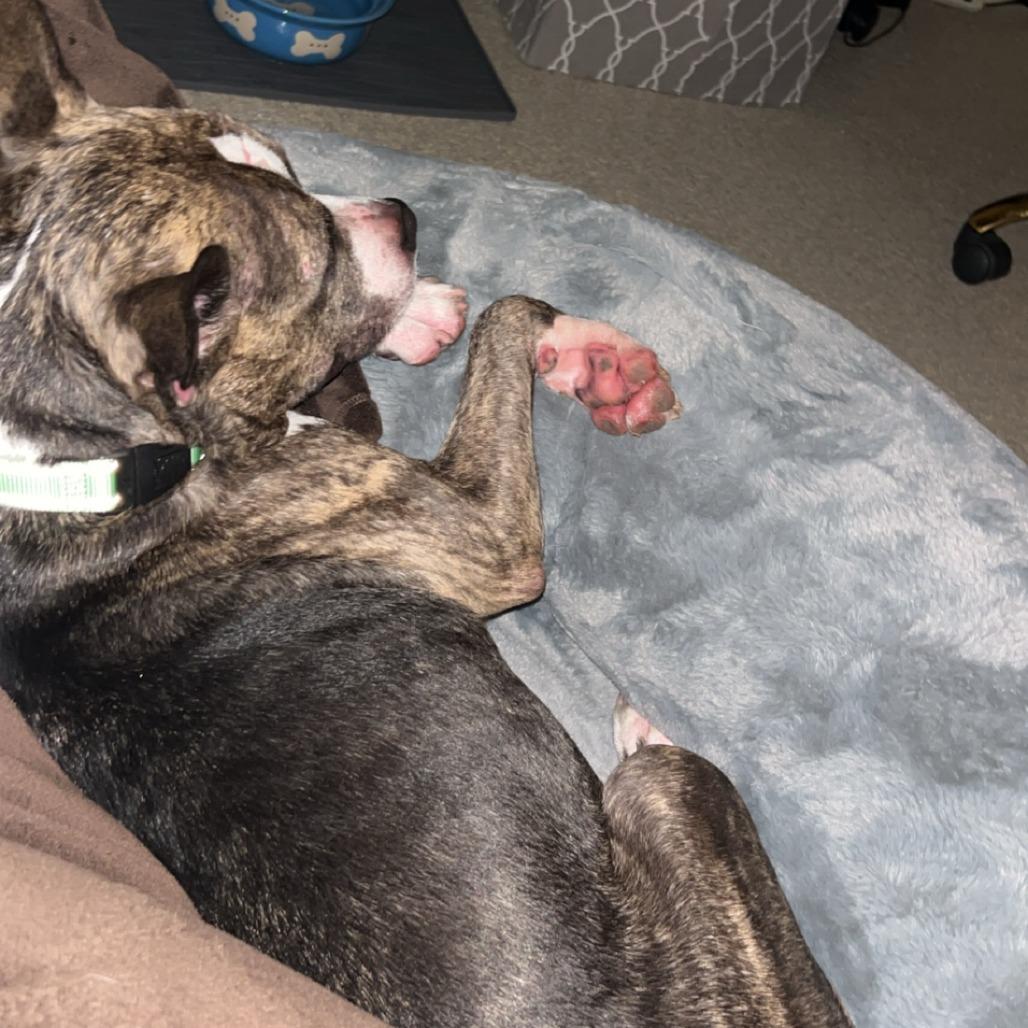 Enlarge Cash, a Adoptable mixed breed in Novelty, OH image 4/6