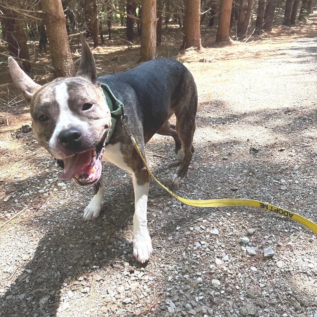 Enlarge Cash, a Adoptable mixed breed in Novelty, OH image 5/6