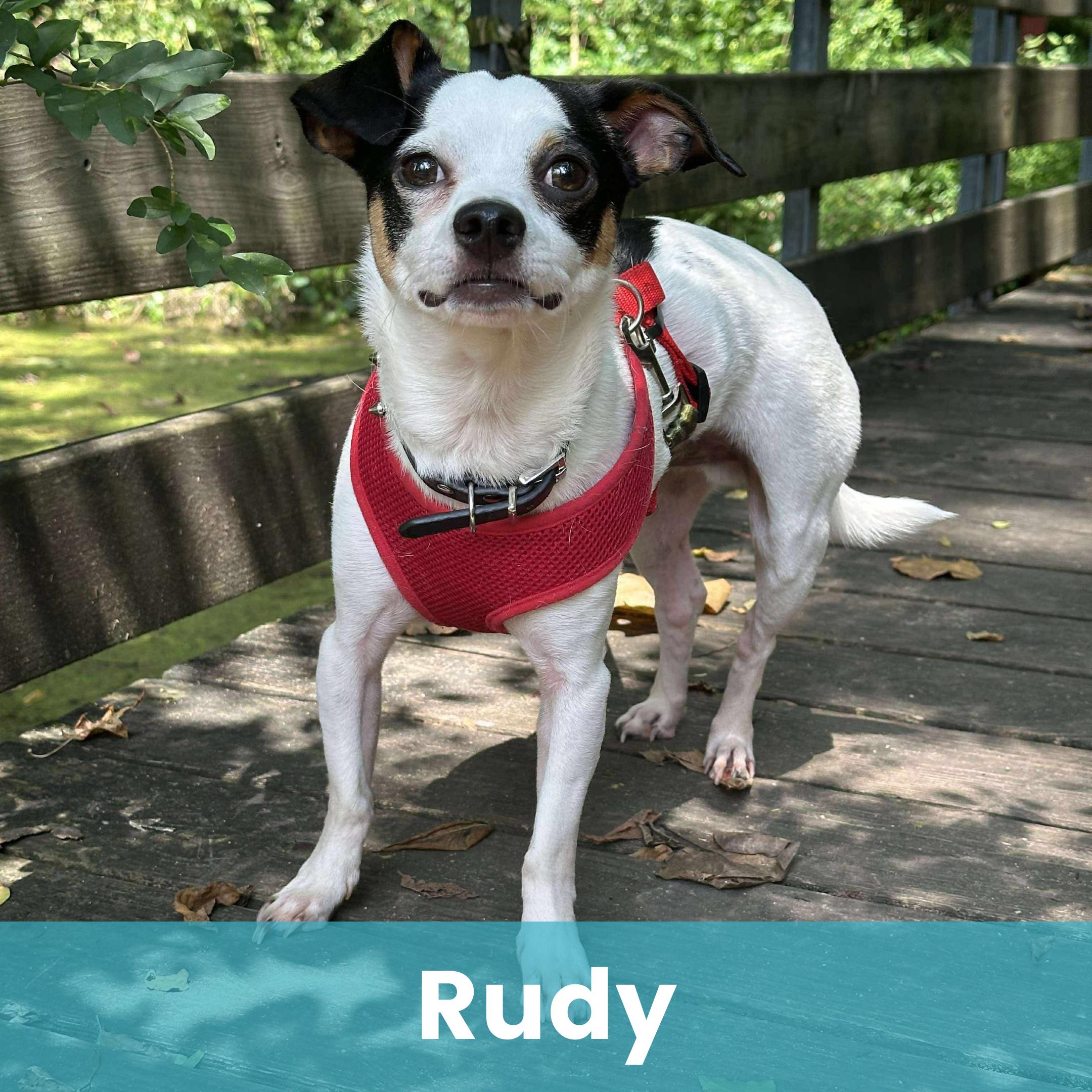 Rudy