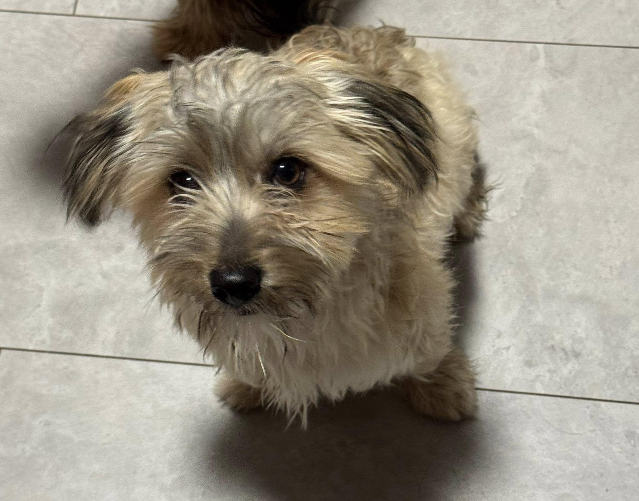 Archie