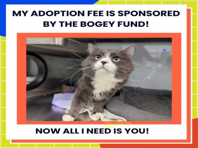 SMOKEY, Adoptable, Adult Male Domestic Medium Hair.