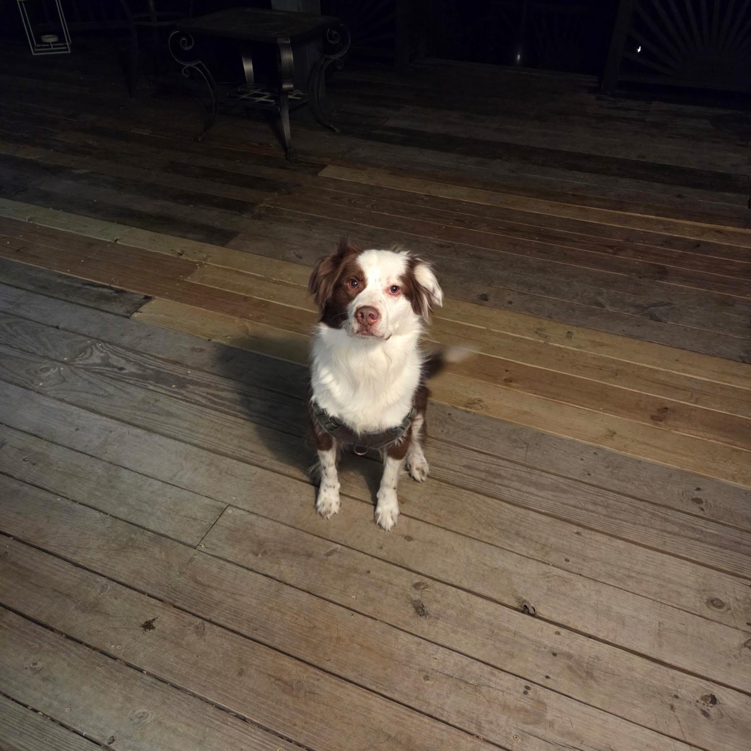 Kevin , an adoptable mixed breed in Chesapeake Beach, MD image 4/4