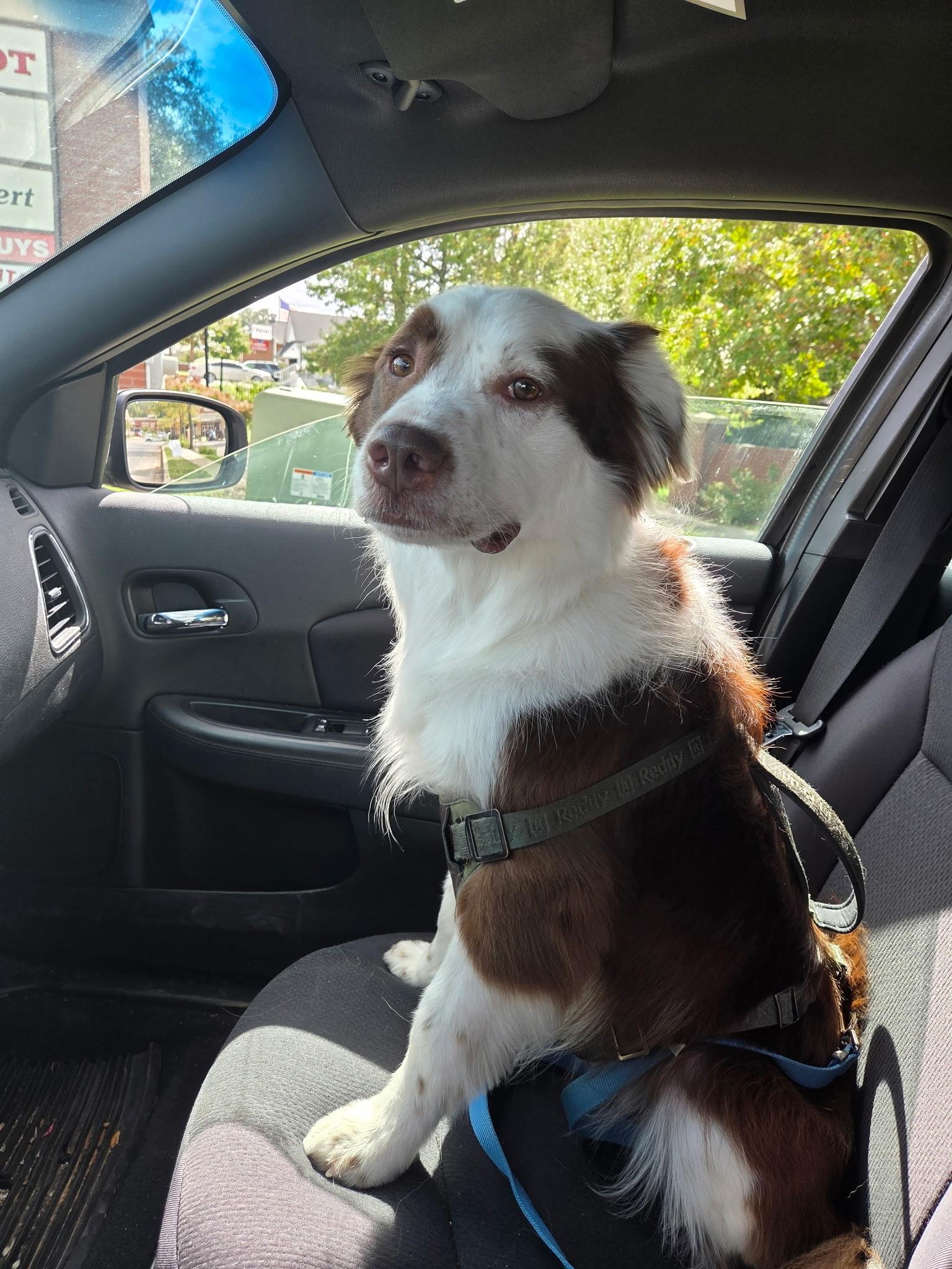 Kevin , adoptable, Young Male Australian Shepherd.