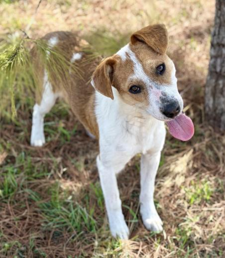 Dallas (URGENT), a ADOPTABLE mixed breed in Boston, MA image 5/5