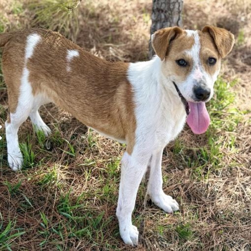 Dallas (URGENT), a ADOPTABLE mixed breed in Boston, MA image 3/5