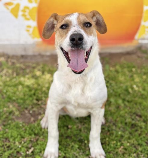 Dallas (URGENT), a ADOPTABLE mixed breed in Boston, MA image 4/5