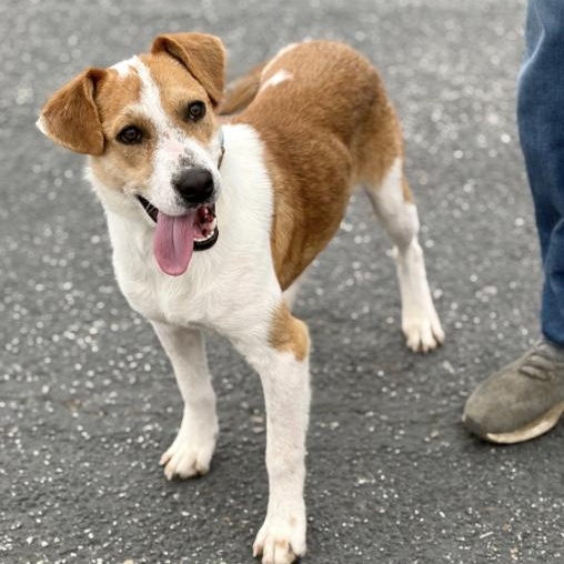 Dallas (URGENT), a ADOPTABLE mixed breed in Boston, MA image 1/5