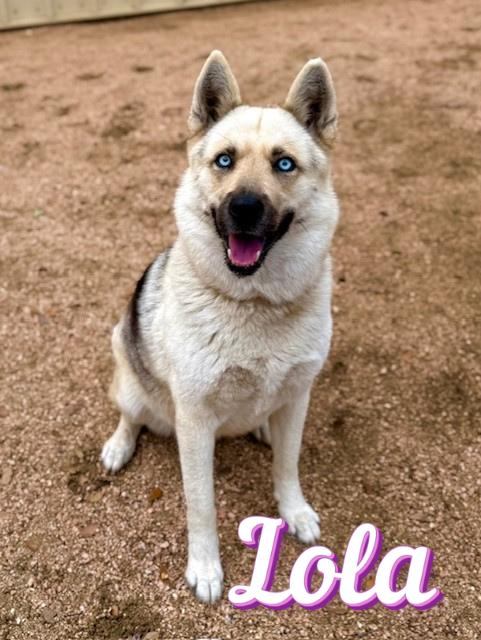 Enlarge Lola, a ADOPTABLE mixed breed in Comfort, TX image 1/1