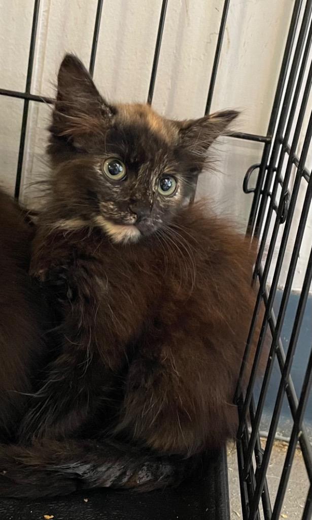 Enlarge Thissle, a Adopted mixed breed in Wauchula, FL image 1/1