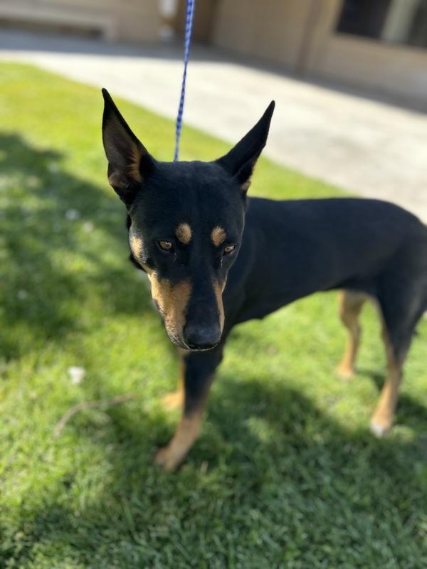 Debbie, Adoptable, Young Female Doberman Pinscher & Lancashire Heeler.