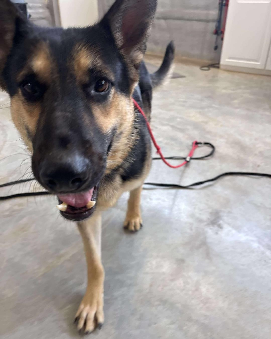 Satchmo (FOSTERED IN MD), an adoptable German Shepherd Dog in West Greenwich, RI image 4/6