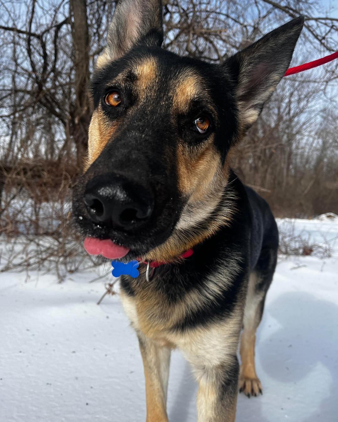 Satchmo (FOSTERED IN MD), an adoptable German Shepherd Dog in West Greenwich, RI image 3/6