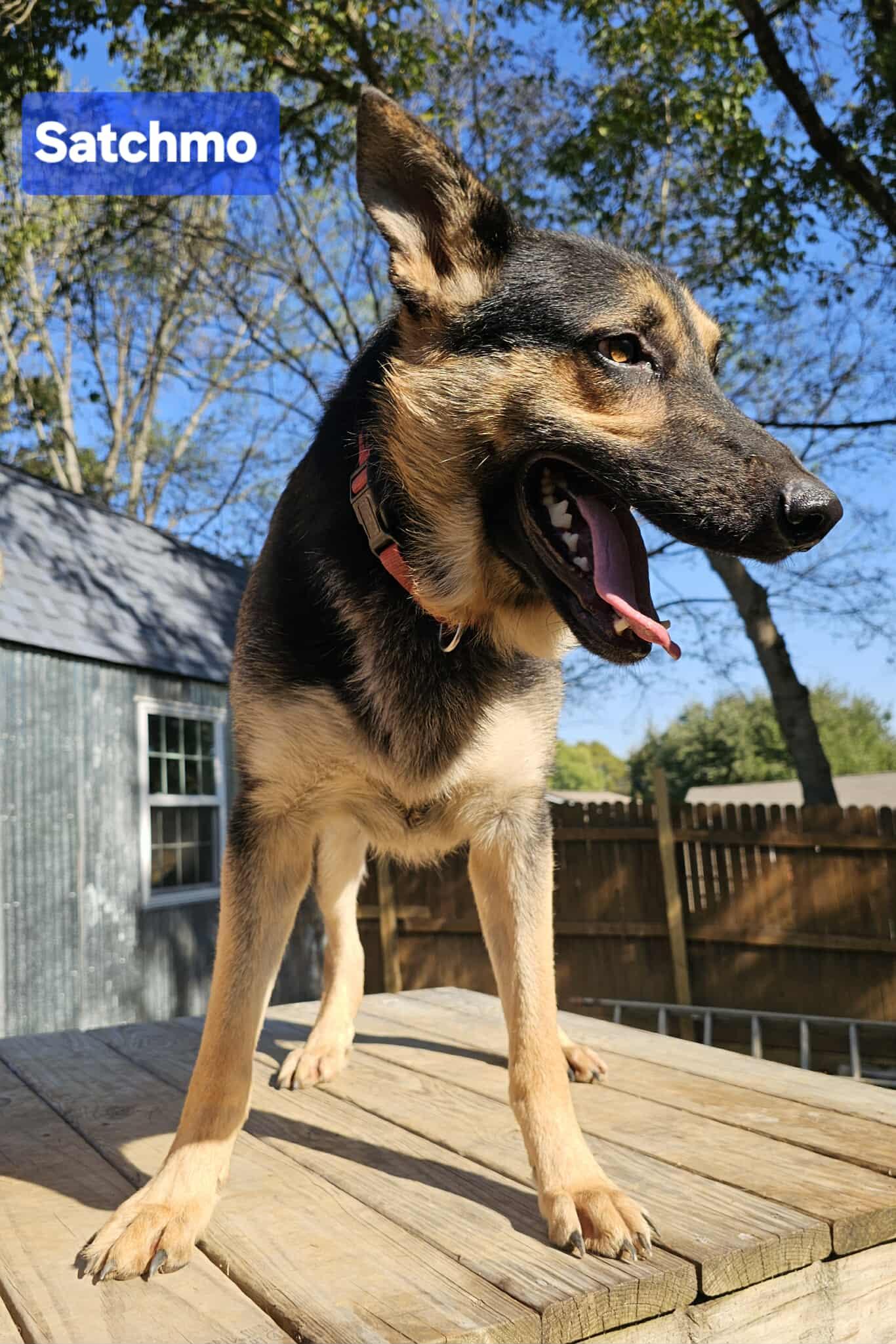Satchmo, a Adoptable German Shepherd Dog in West Greenwich, RI image 3/6