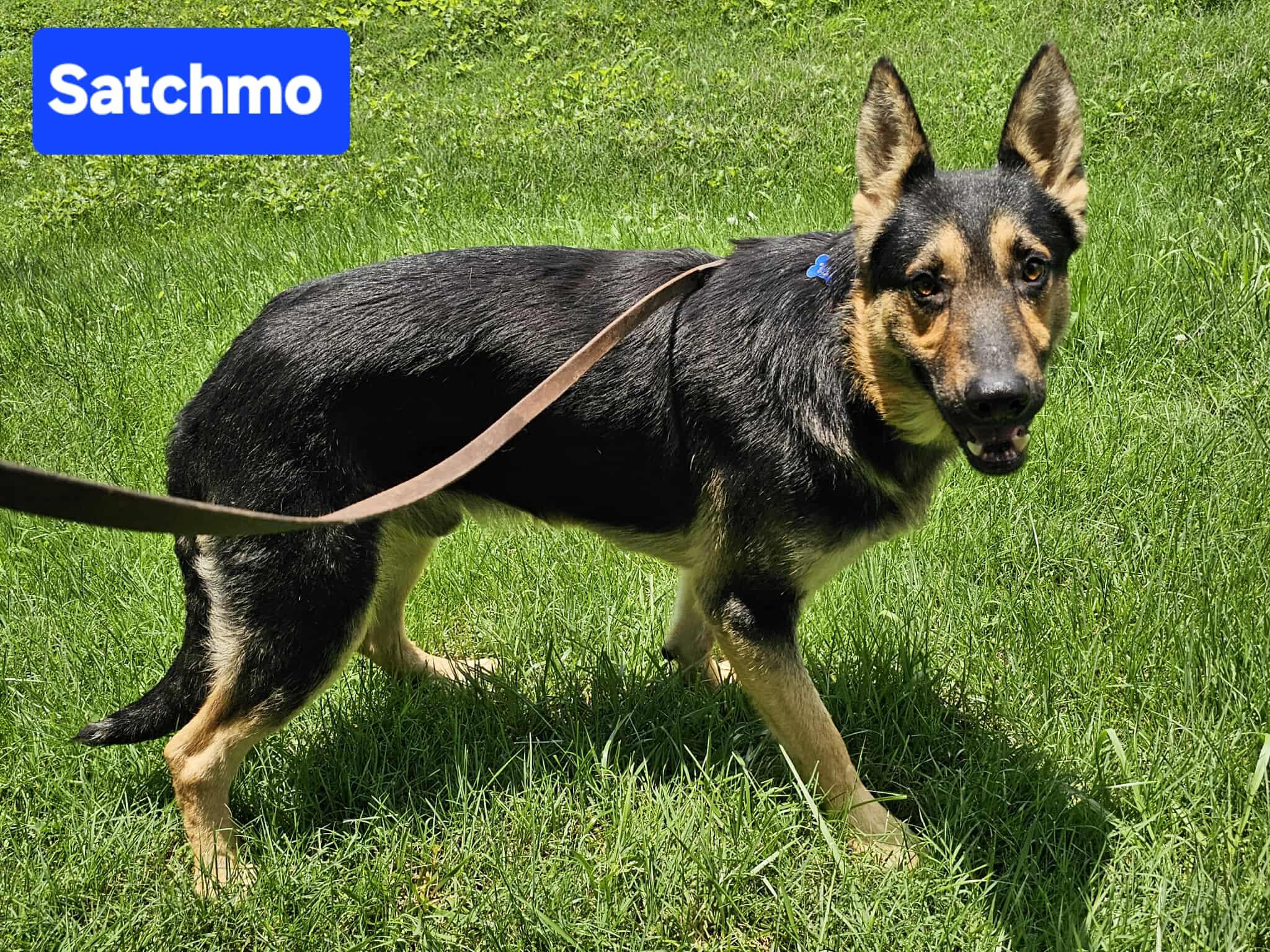 Satchmo, a Adoptable German Shepherd Dog in West Greenwich, RI image 6/6