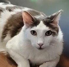 Timmy - Center, Adoptable, Adult Male Domestic Medium Hair.