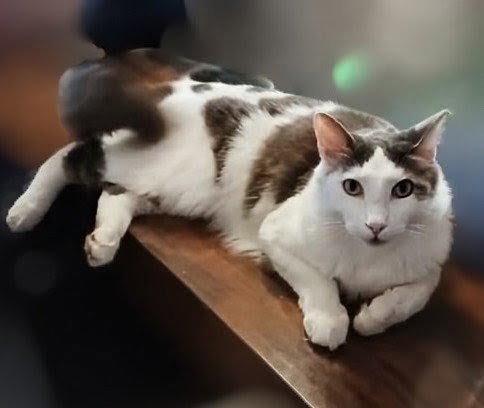 Enlarge Timmy - Center, a Adoptable Domestic Medium Hair in Oakland Park, FL image 2/2