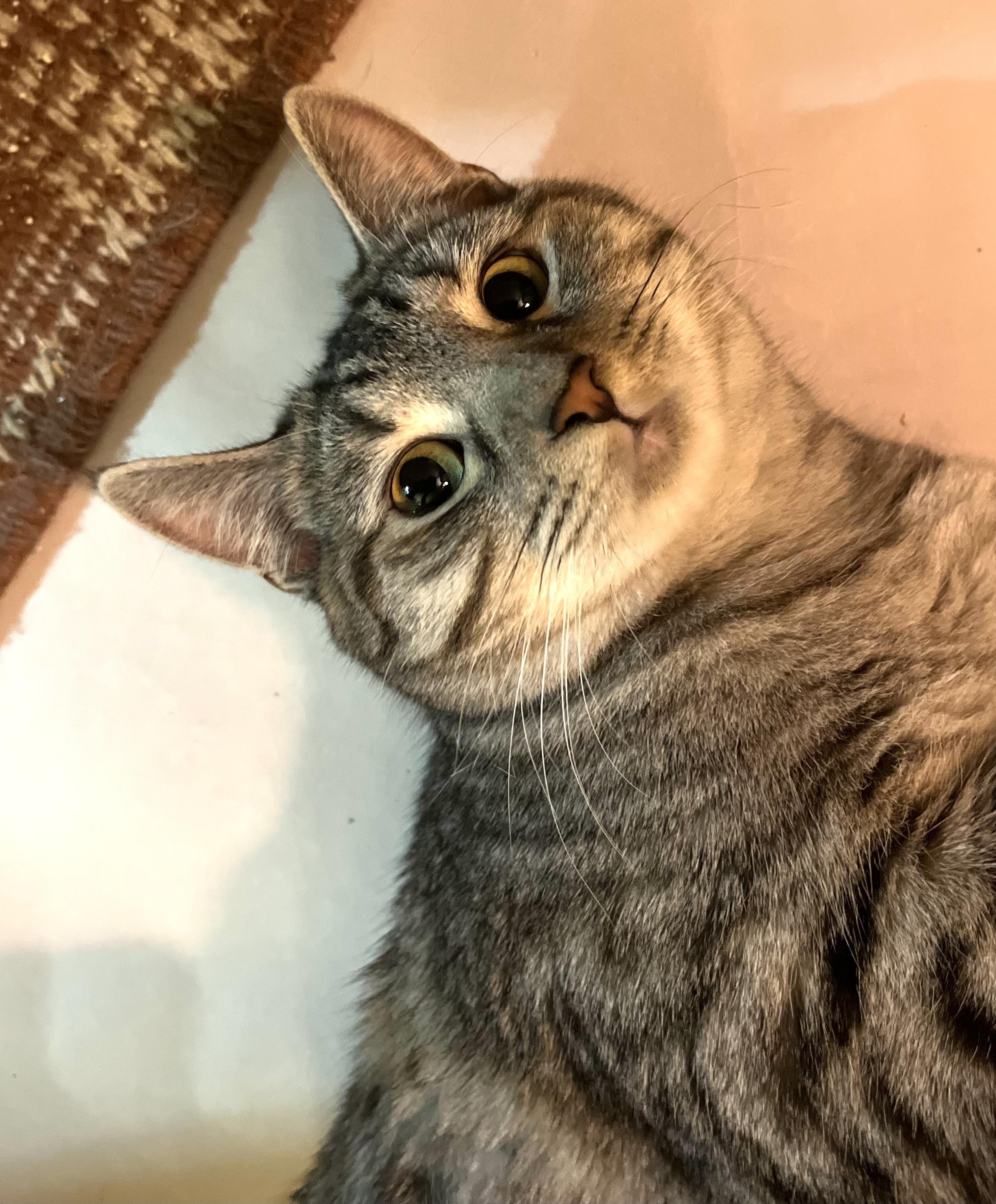Snowflake, ADOPTABLE, Young Female Domestic Medium Hair & Egyptian Mau.