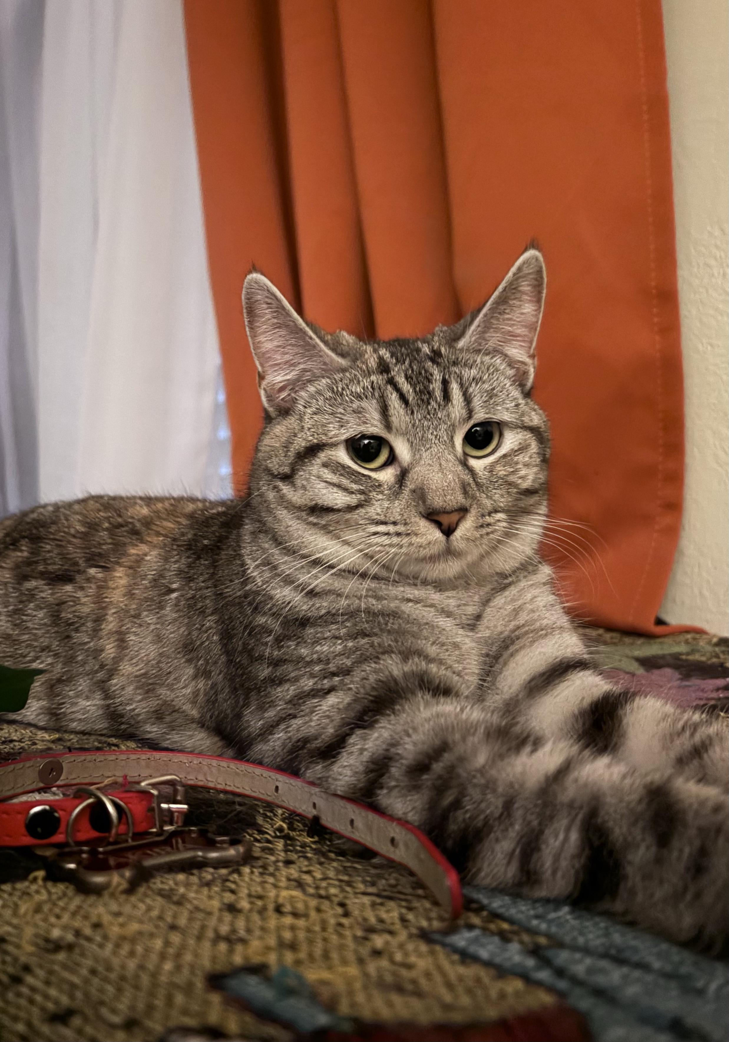 Snowflake, a ADOPTABLE mixed breed in El Monte, CA image 4/4