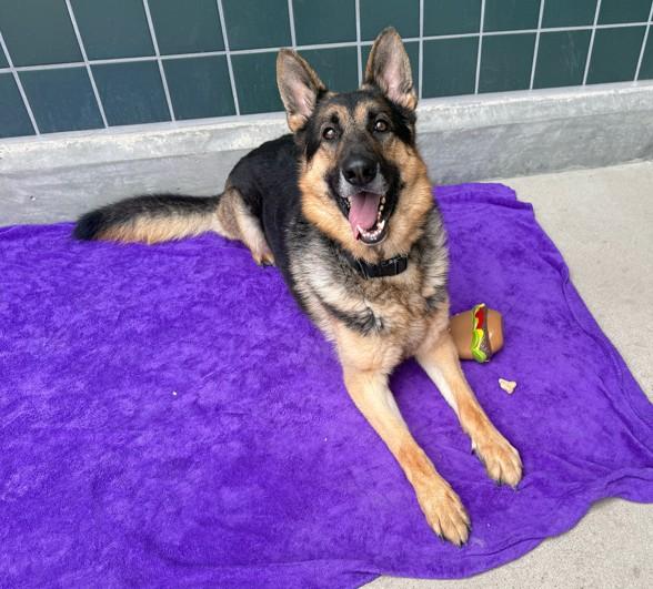 ZEUS, Adoptable, Young Male German Shepherd Dog.