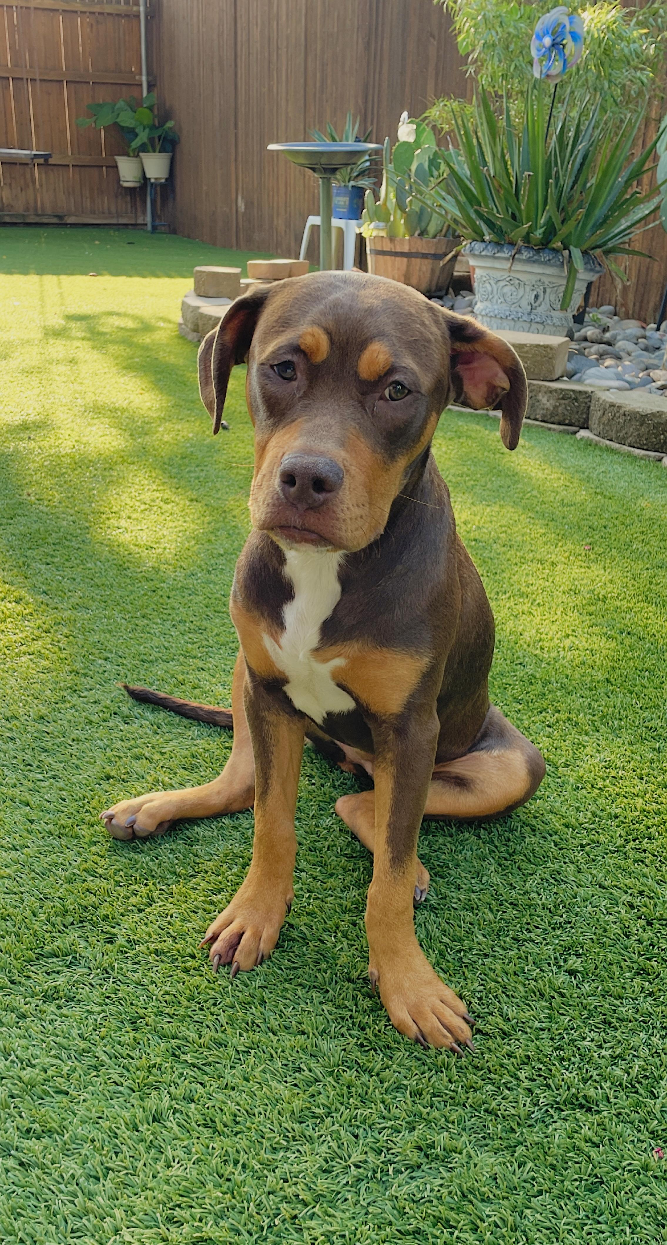 Enlarge Rosa, a Adoptable mixed breed in Haslet, TX image 2/4