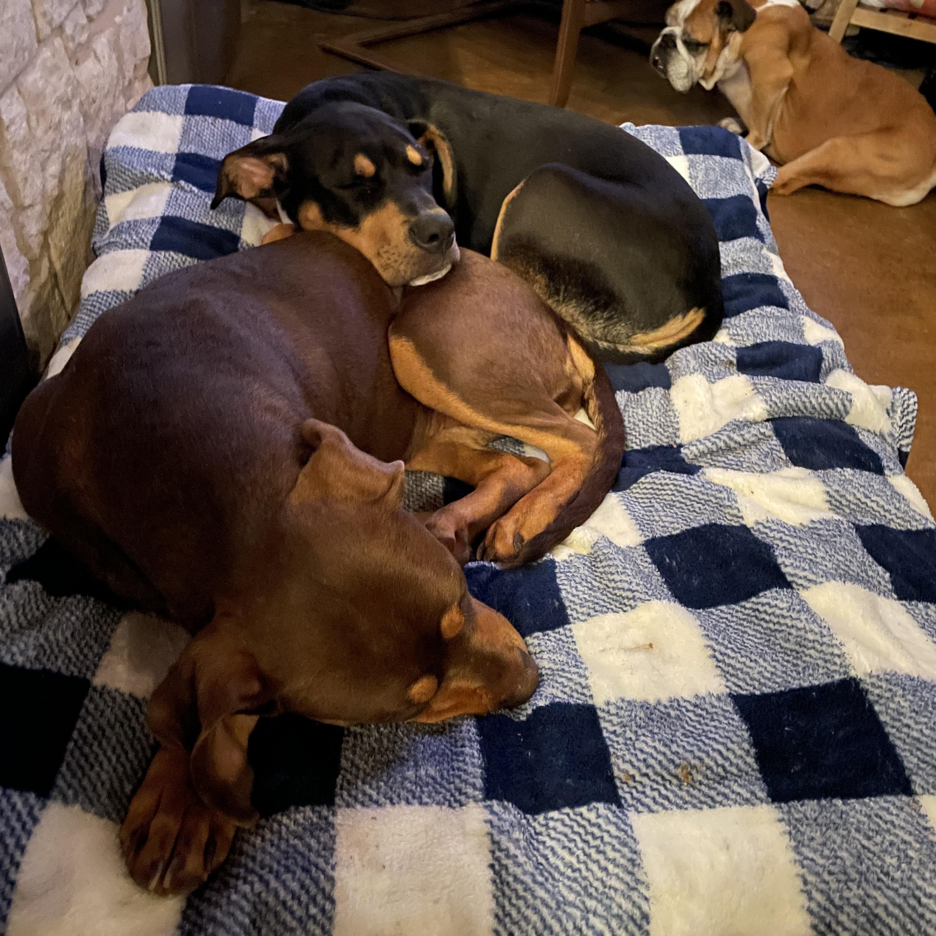 Enlarge Rosa, a Adoptable mixed breed in Haslet, TX image 4/4