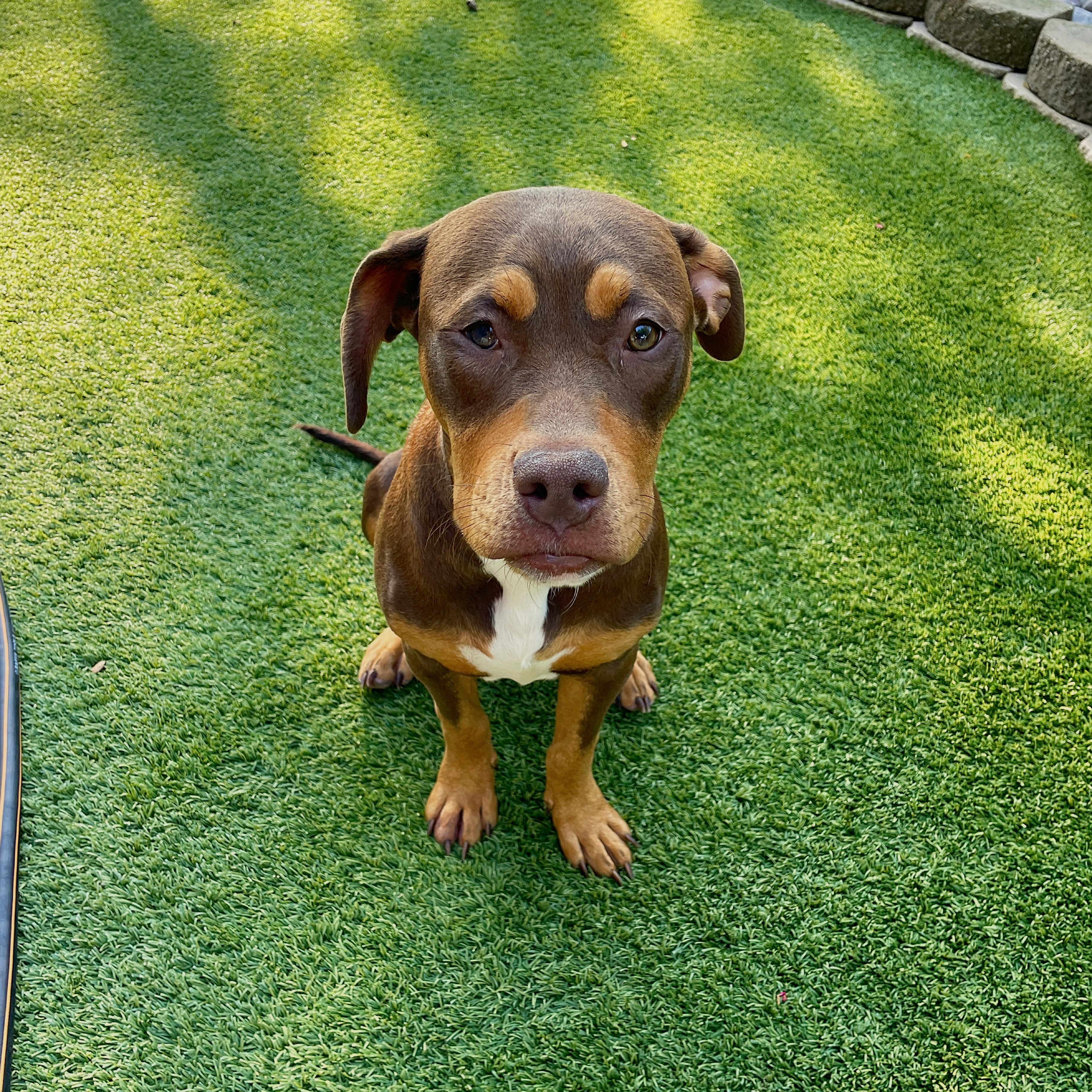 Rosa, Adoptable, Young Female American Staffordshire Terrier.