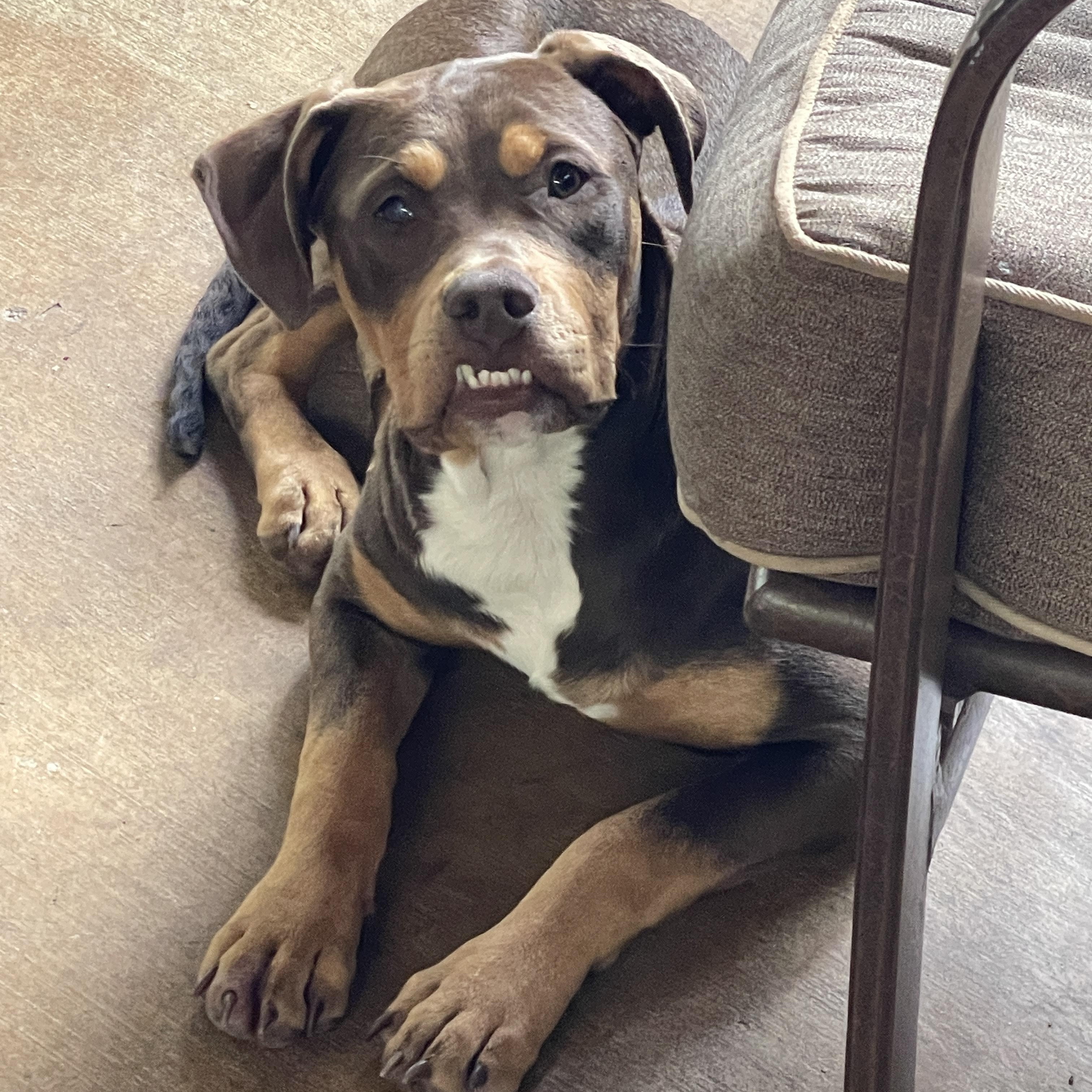 Enlarge Rosa, a Adoptable mixed breed in Haslet, TX image 3/4