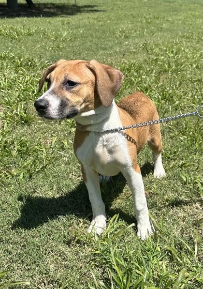 Jane, Adoptable, Puppy Female Boxer & Mixed Breed.