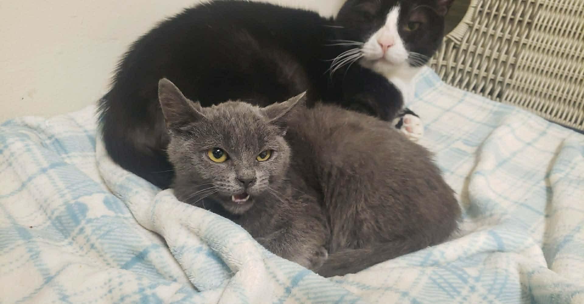 Lisa, Adoptable, Kitten Female Domestic Short Hair.