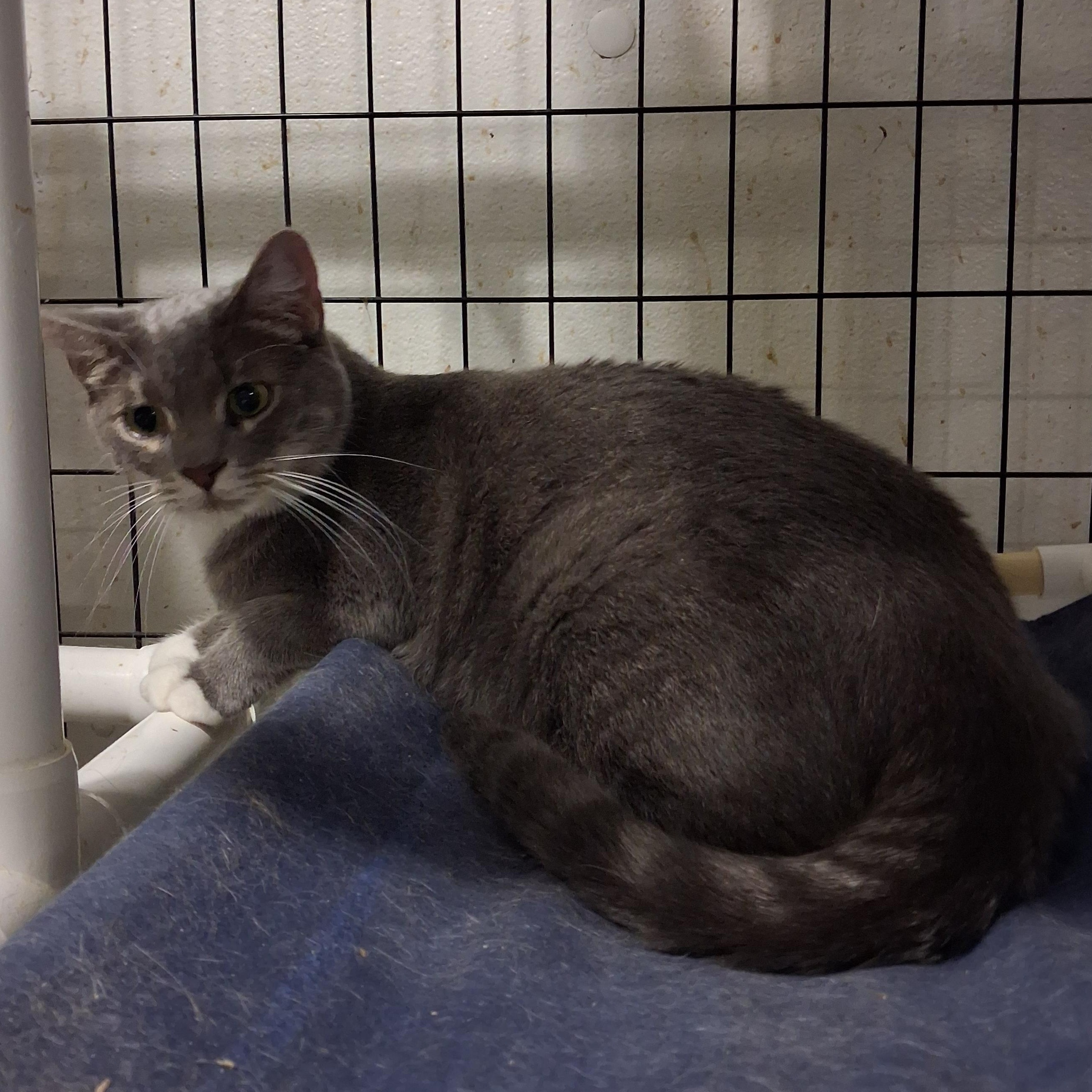 Enlarge Zac, a Adoptable American Shorthair in Iowa Falls, IA image 3/3