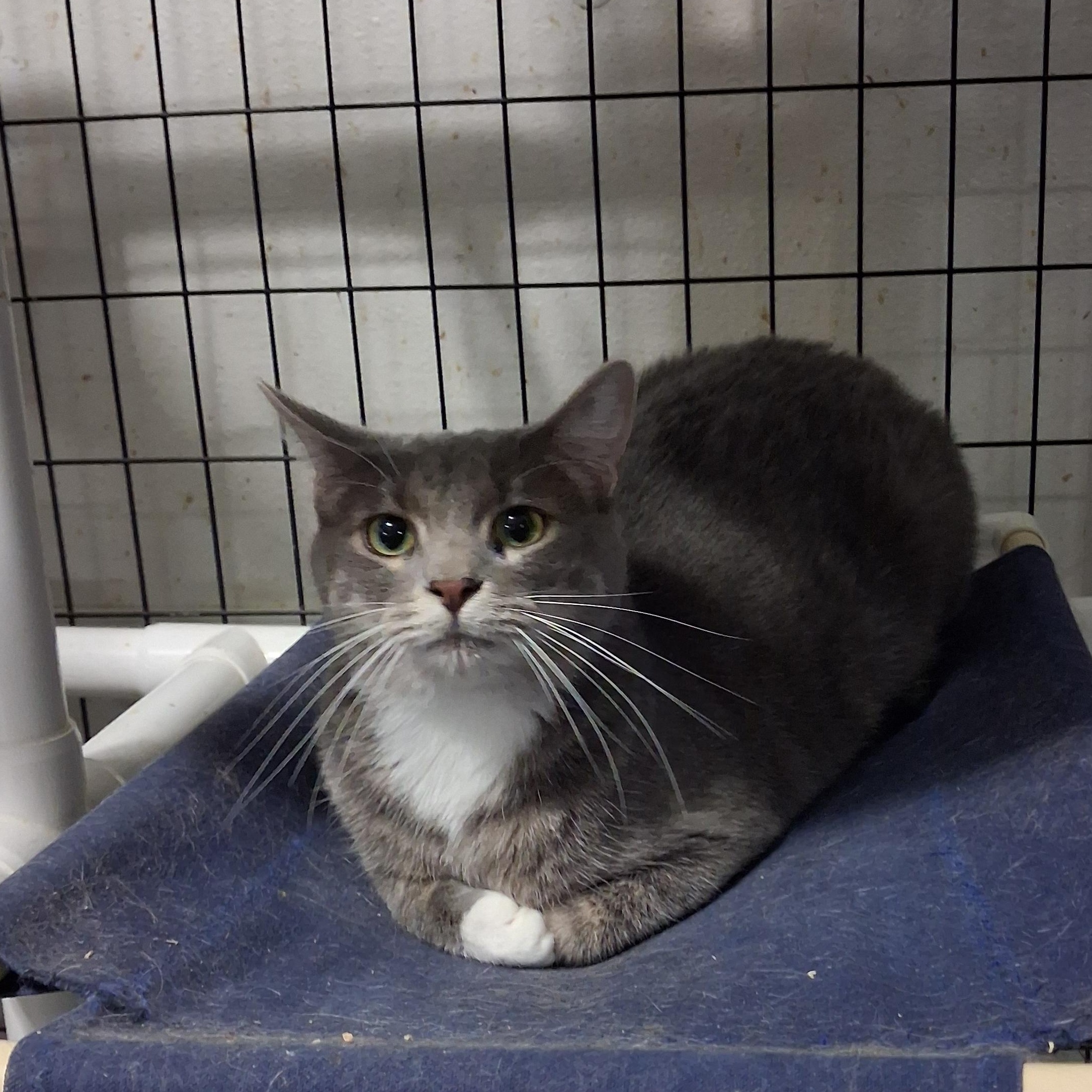 Zac, Adoptable, Young Male American Shorthair.