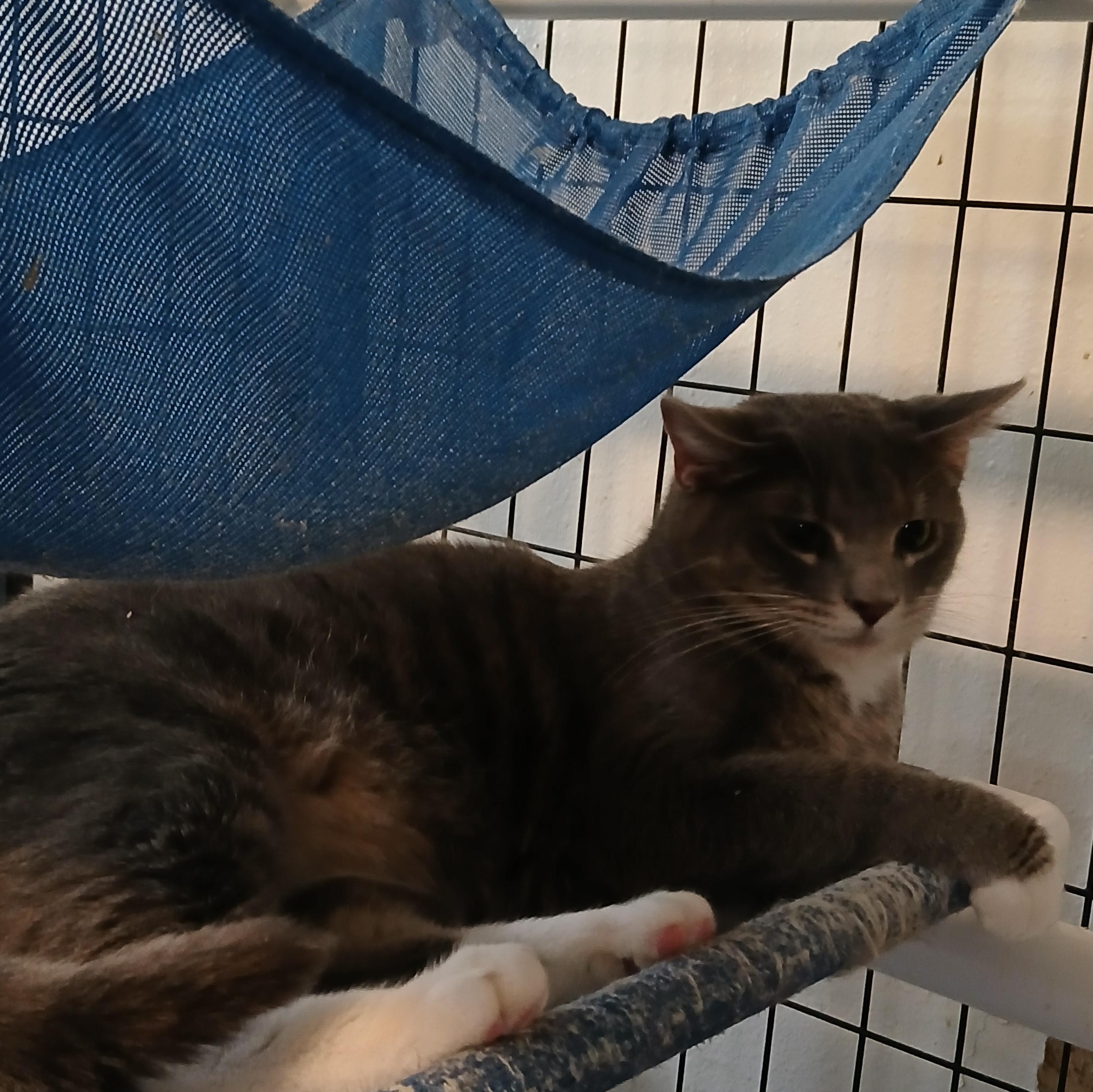 Enlarge Zac, a ADOPTABLE American Shorthair in Iowa Falls, IA image 1/1