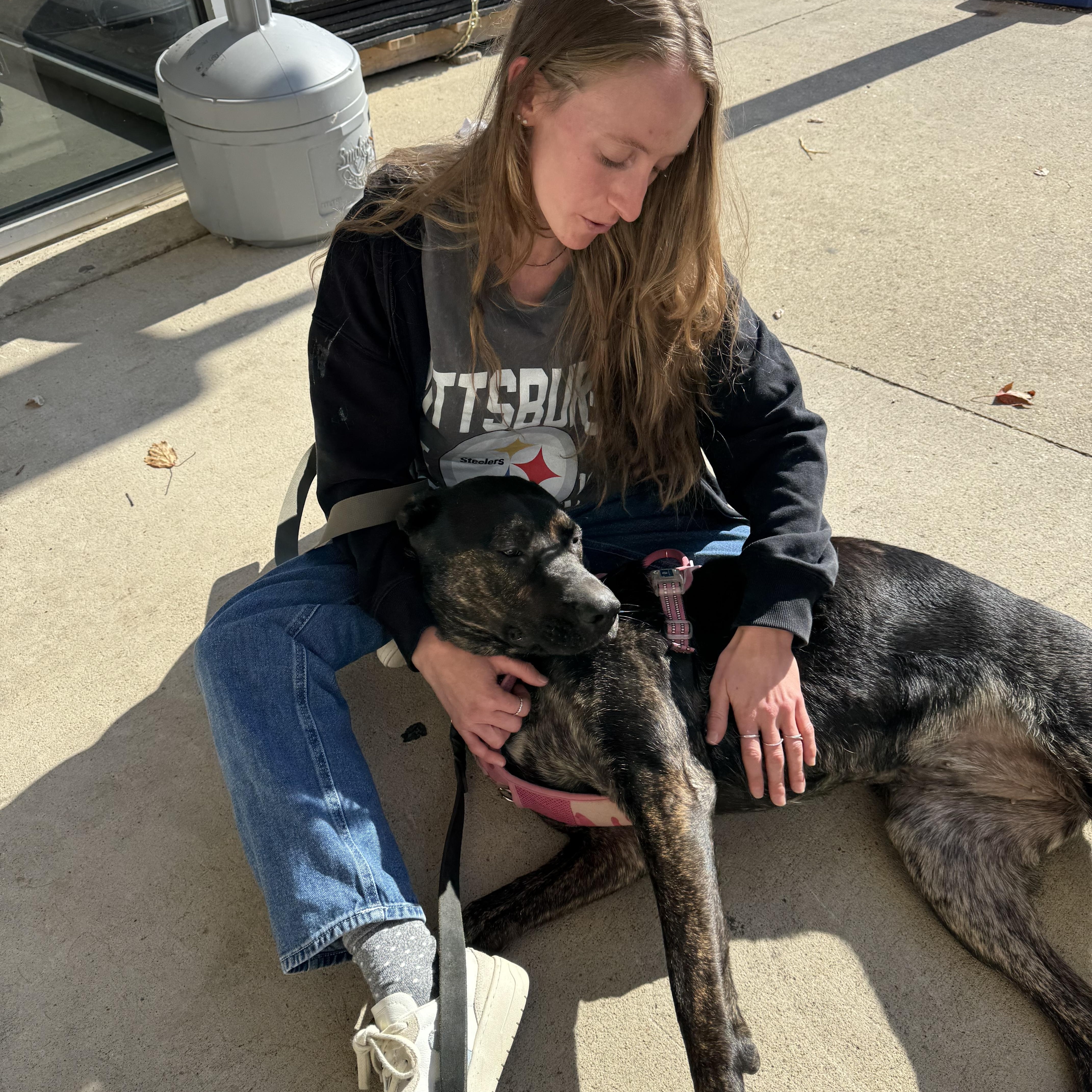 Stella, a Adoptable Dutch Shepherd in Seville, OH image 5/6